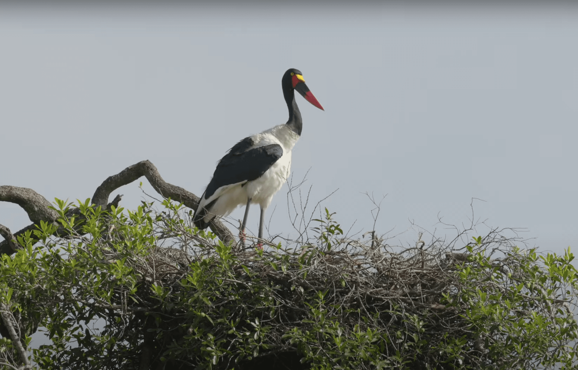 Spirit of Tembo Luxury Lodge Bird Watching Spirit of Tembo Luxury Lodge Bird Watching
