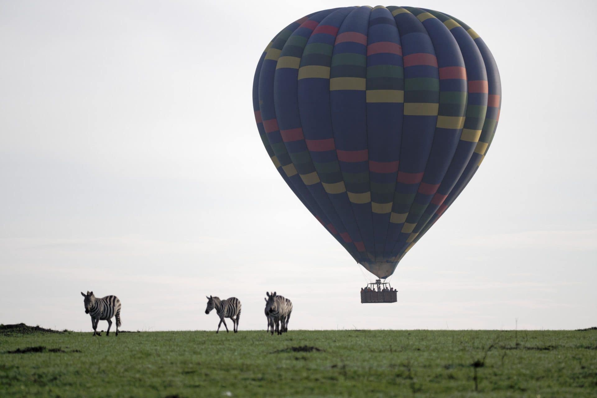 Tembo_on_the_field_008 Tembo_on_the_field_008
