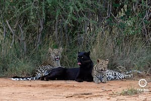 Photo contextLocation. Laikipia, Kenya
Subjects. Nyota, Giza, Zawadi
Guide. Jackson Naurori